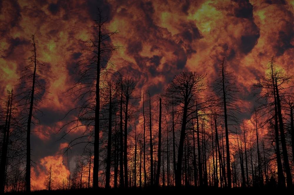 Home| Wildfires In America