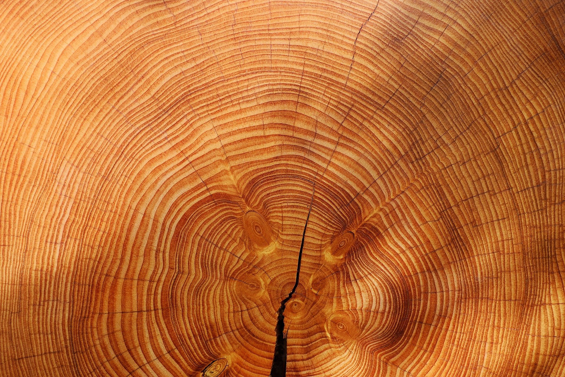 How Do You Classify Wood Used For Lumber? - Woodambitious
