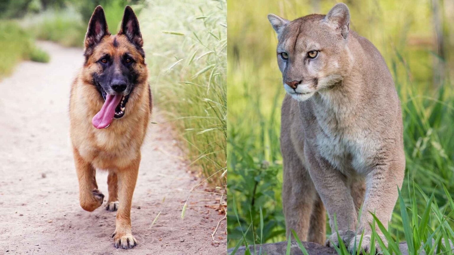 7 Best Dog Breeds To Protect Against Mountain Lions