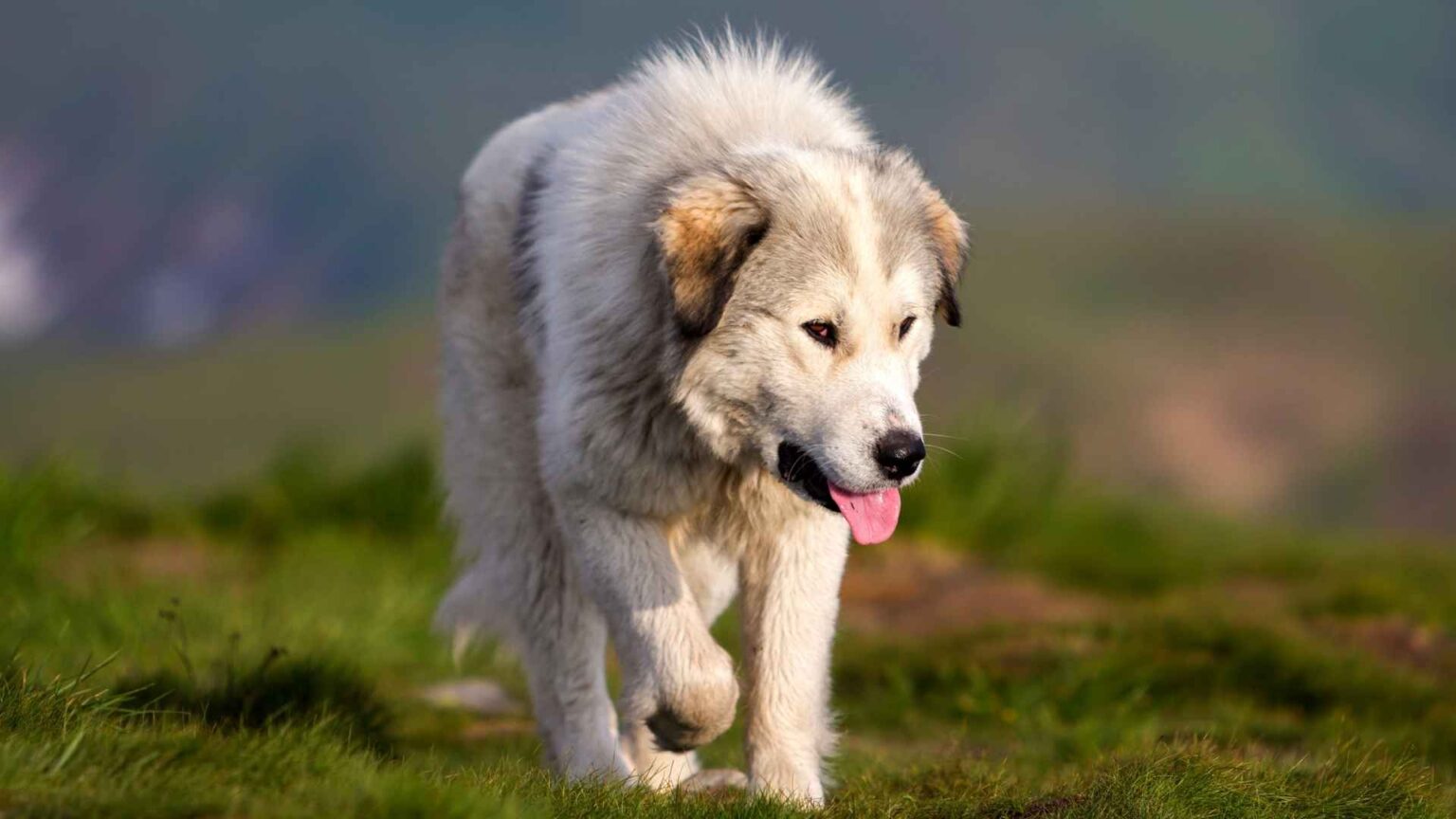 7 Smartest XL Dog Breeds That Will Amaze You