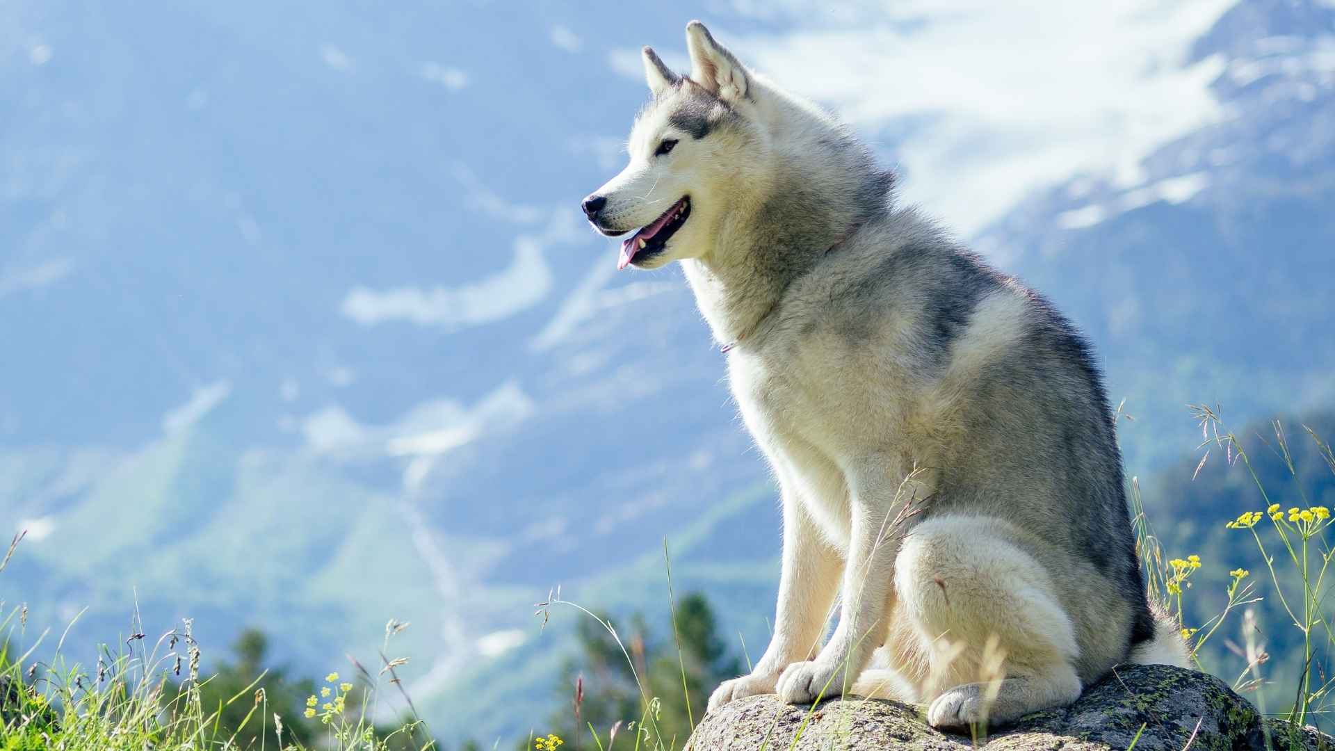 10 Adventure-Seeking Dog Breeds That Are Born Explorers
