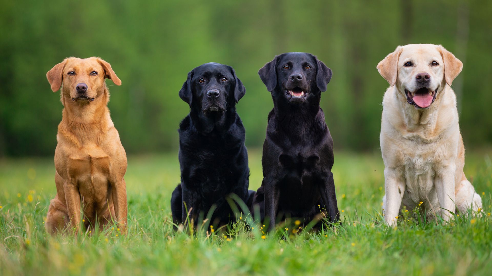 7 Dog Breeds That Are Natural Born Leaders In Dog Packs