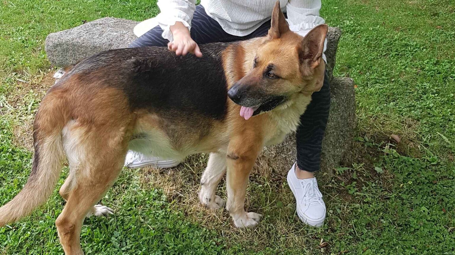 9 Dog Breeds That Never Let Strangers Touch Owners