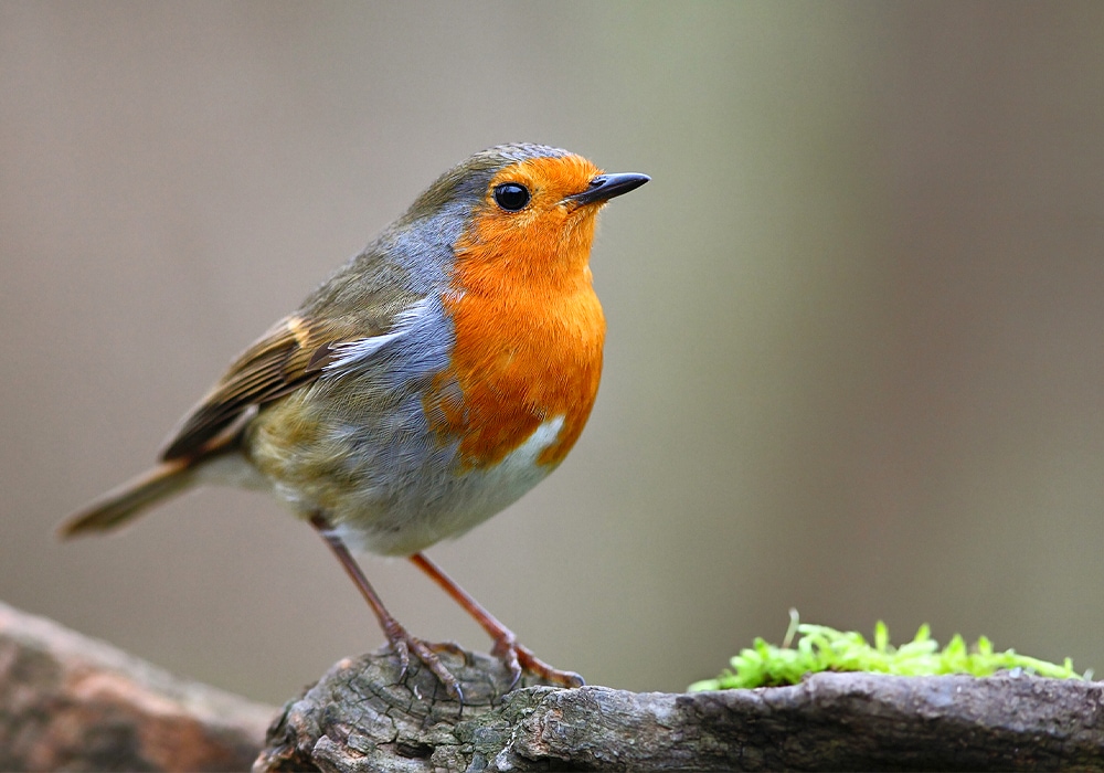 Two Robins In My Garden Meaning| Fasci Garden