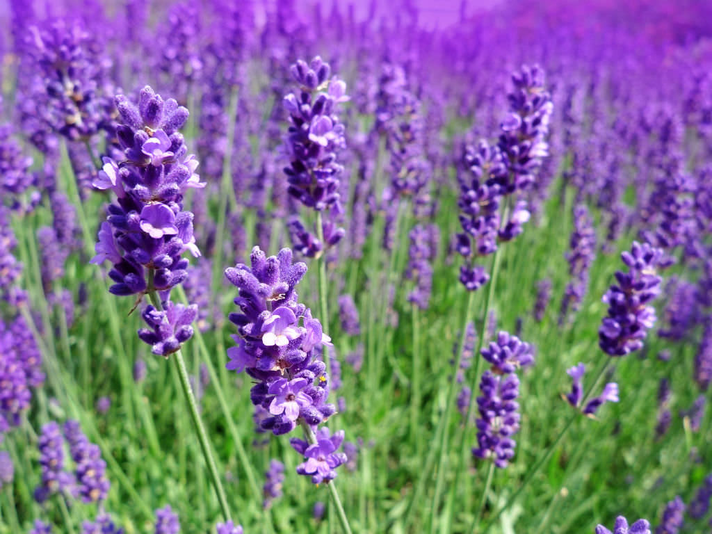 Lavandula Angustifolia (English Lavender) - World Of Flowering Plants