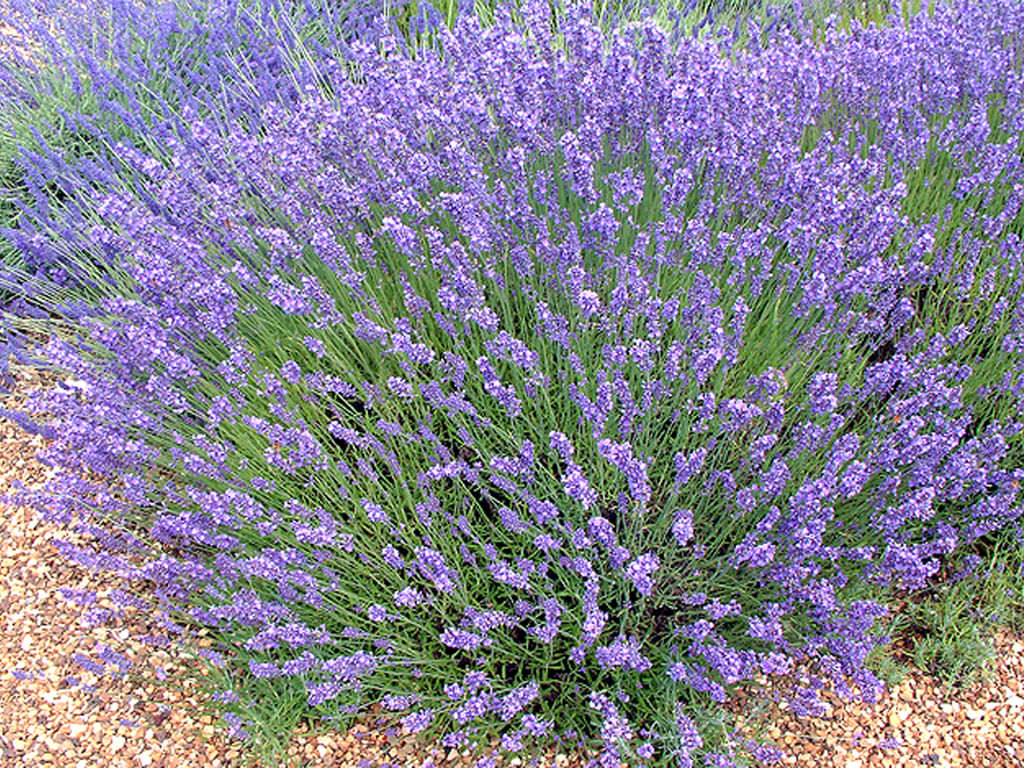 Lavandula Angustifolia (English Lavender) - World Of Flowering Plants