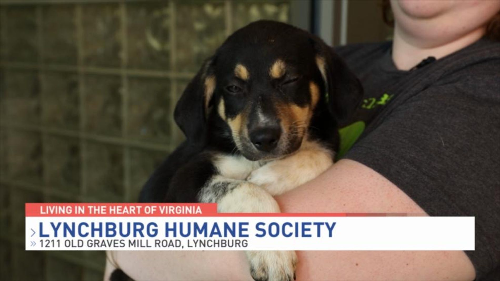 The Ins and Outs of Microchipping! How it Works and Why it&#39;s so Important.