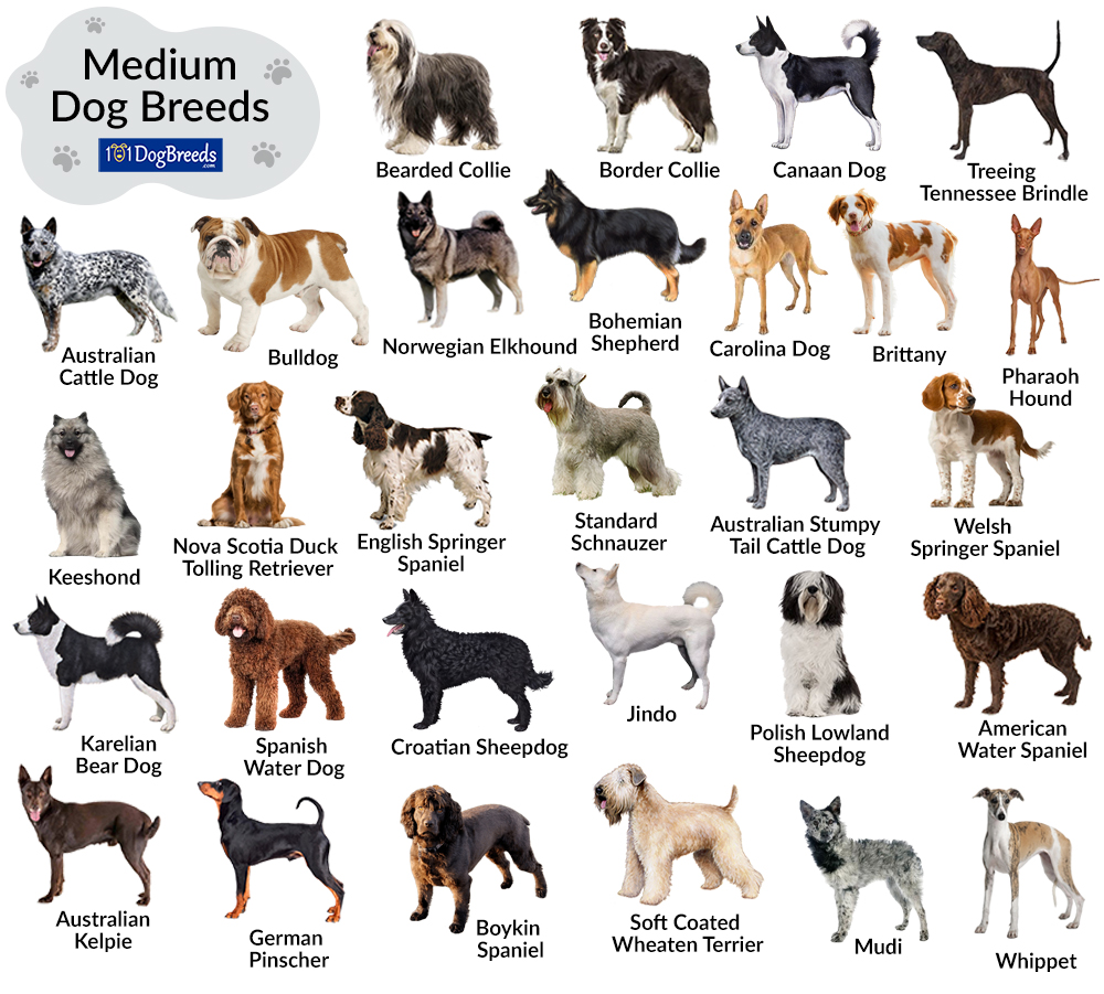 Dog Breeds Chart Dog Chart Dog Breeds List Best Dog Breeds Cute - Otosection