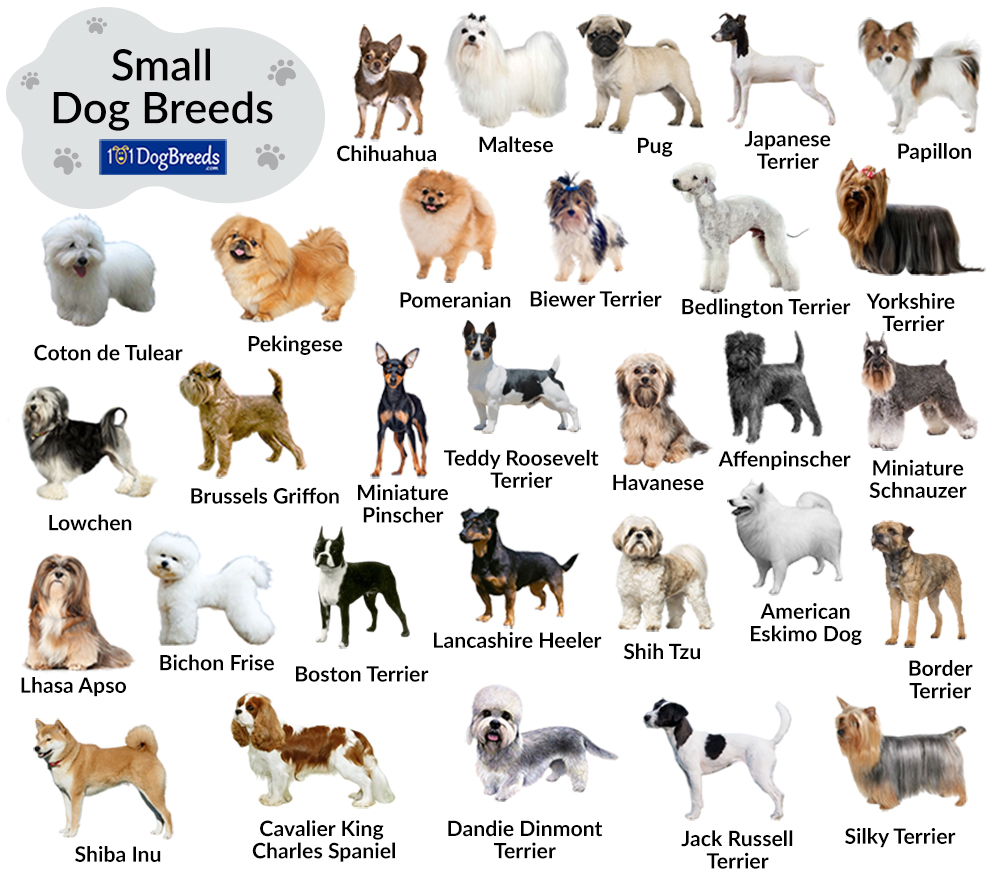 Types Of Small Dog Breeds - www.inf-inet.com