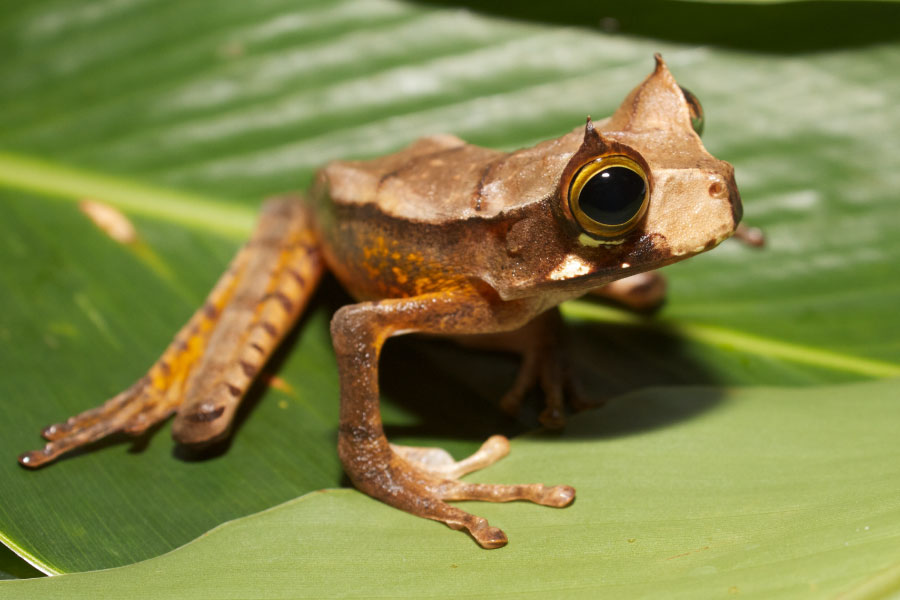 List Of Amphibians With Pictures & Facts: Examples Of Amphibian Species