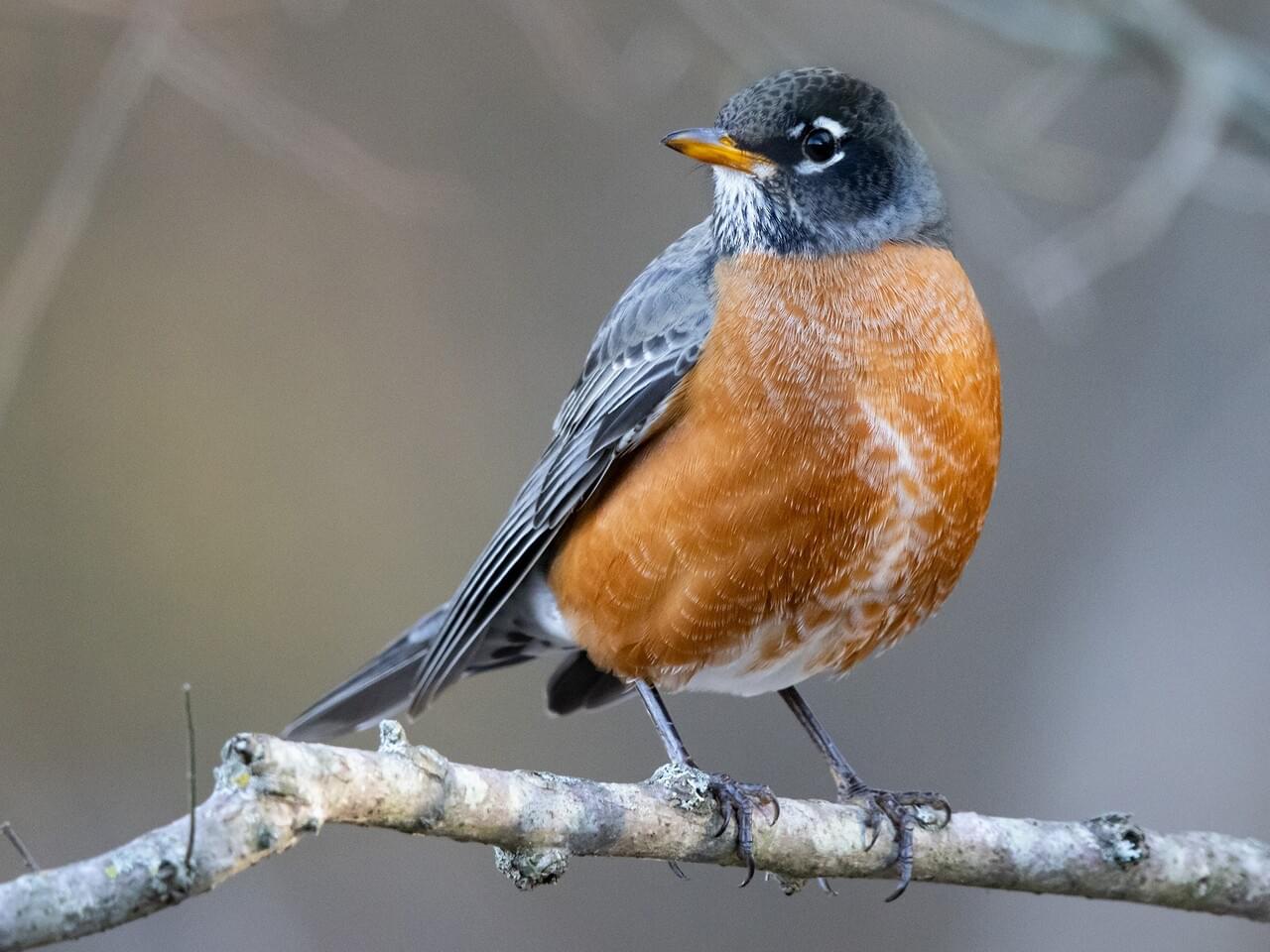 American Robin| Celebrate Urban Birds