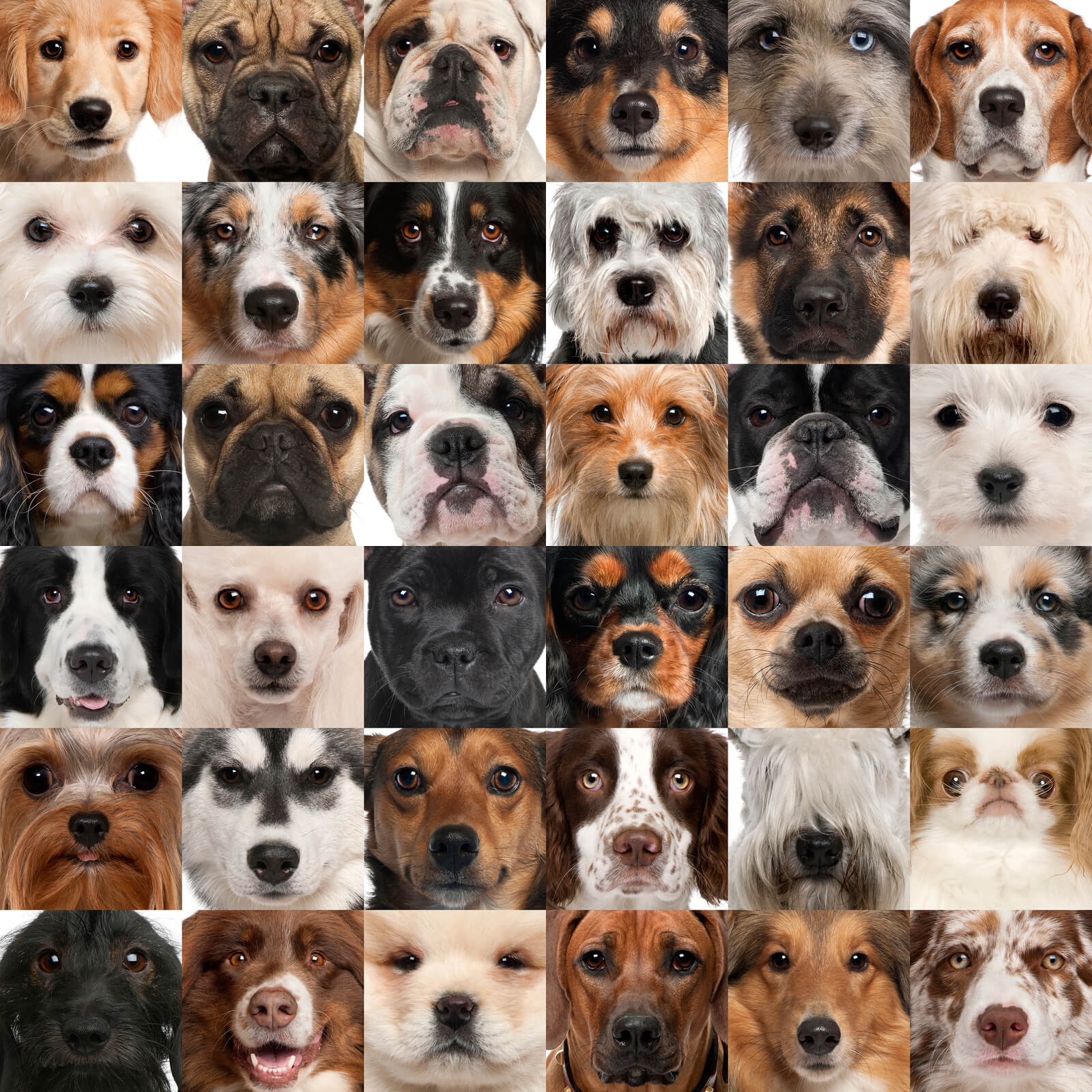 Many Dog Faces| All For Dogs