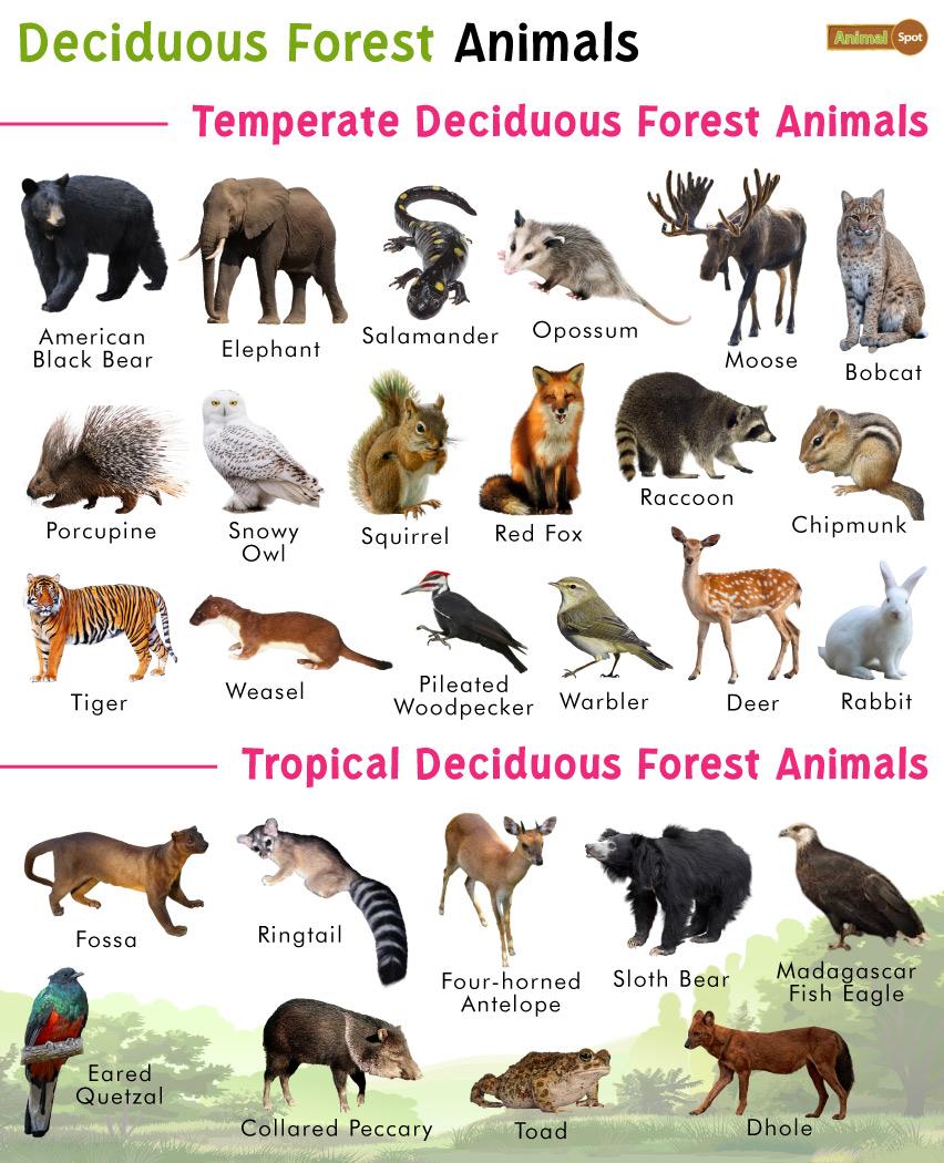 Deciduous Forest Animals - List, Facts, Diet, Adaptations, And Pictures
