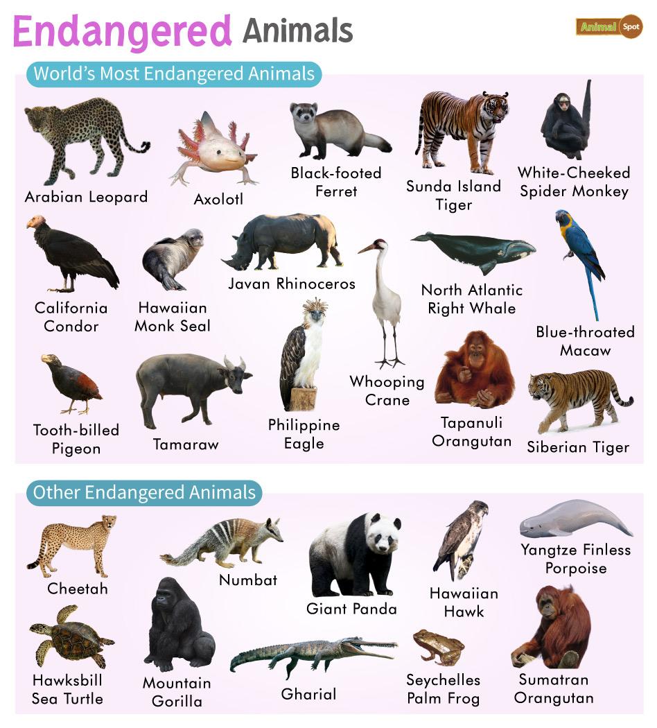 Endangered Animal Species - List, Status, Population, Pictures