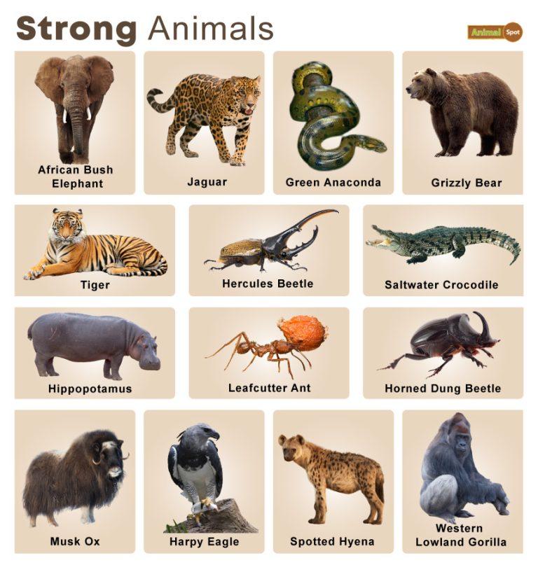 World&#39;s Strongest Animals – Facts, List, Pictures, and More