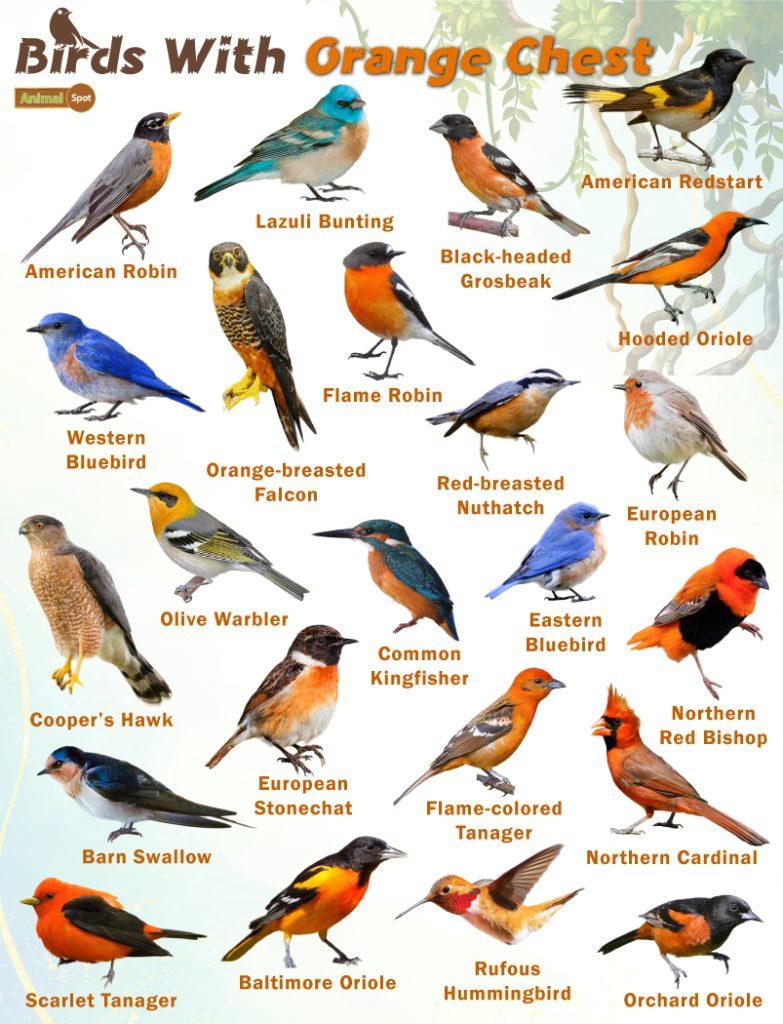 Orange And Black Birds – Facts, List, Pictures