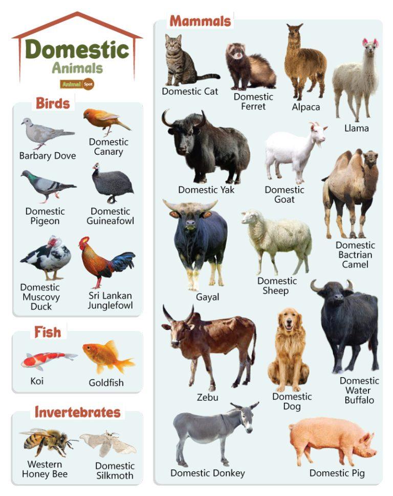 Small Animals - List, Facts, And Pictures