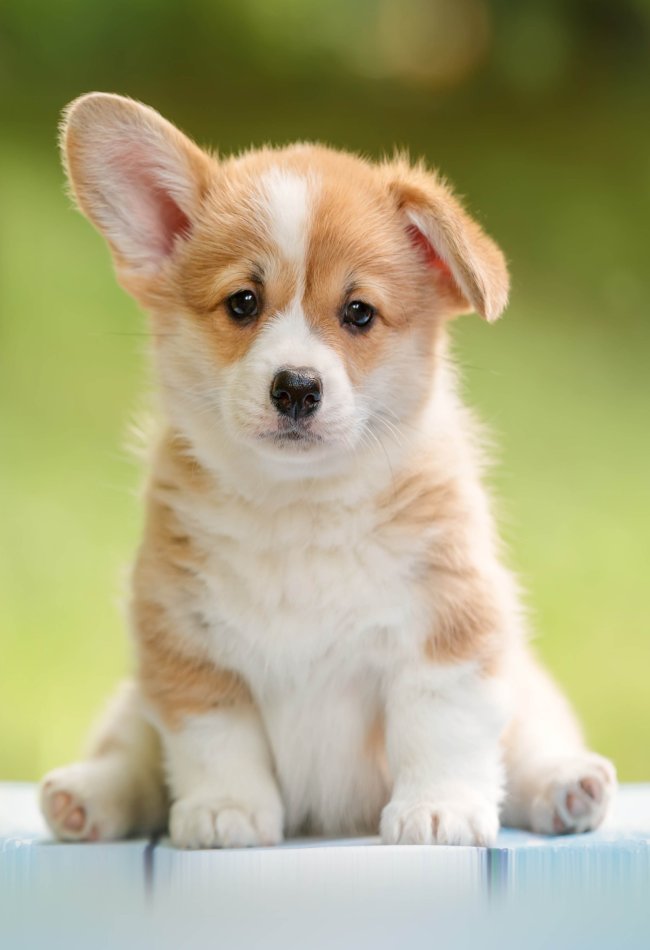 Your Puppy Treat List - Welcome A New Pet - Antos