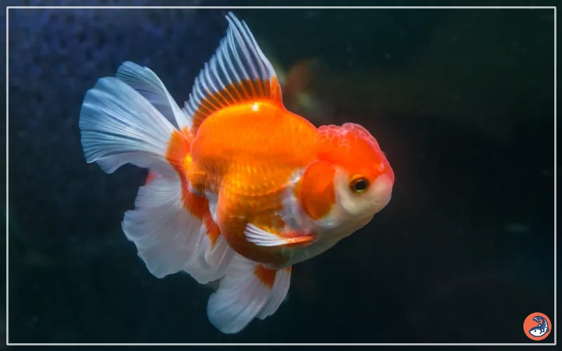 Oranda Goldfish Care: Complete Guide For Beginners - AquariumNexus