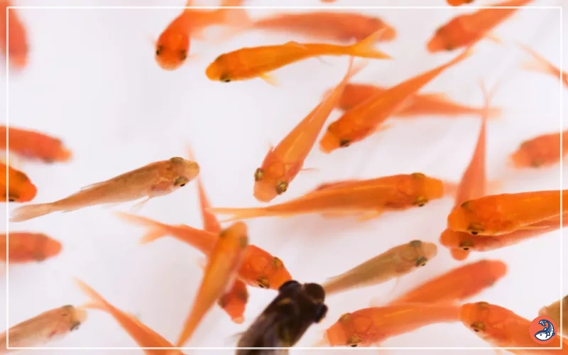 Raise Goldfish Fry: Complete Guide For Beginners - AquariumNexus