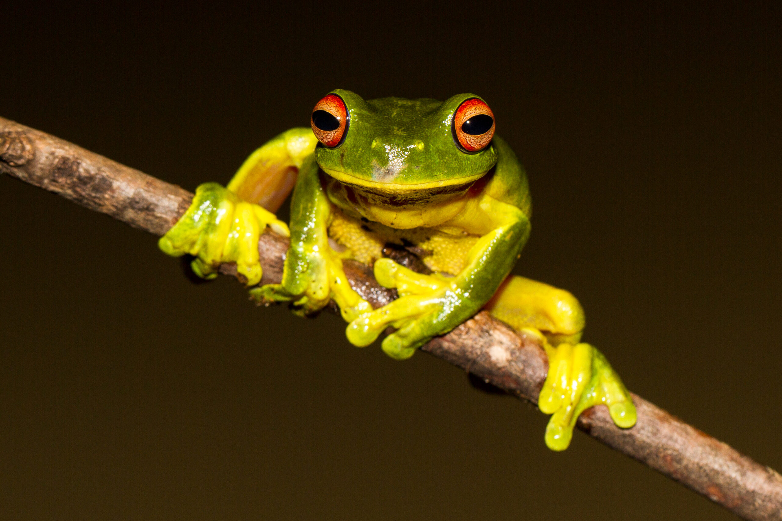Fact File: Red-eyed tree frog (Litoria chloris) - Australian Geographic