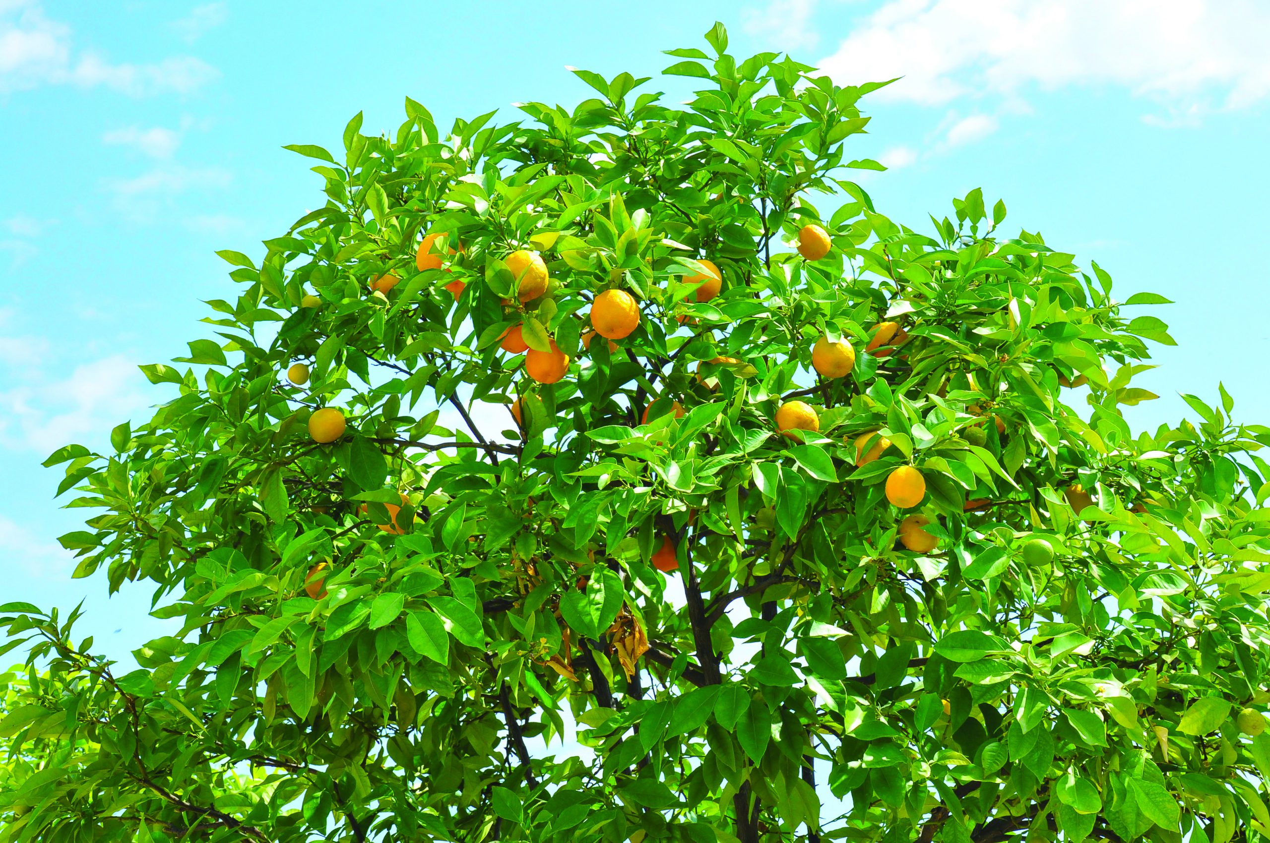 Orange Fruit Trees