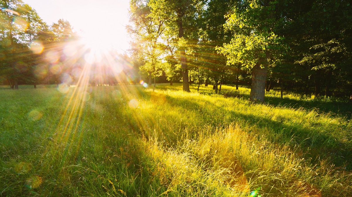 Barton Associates: My NP Story: A Gift Of Sunshine