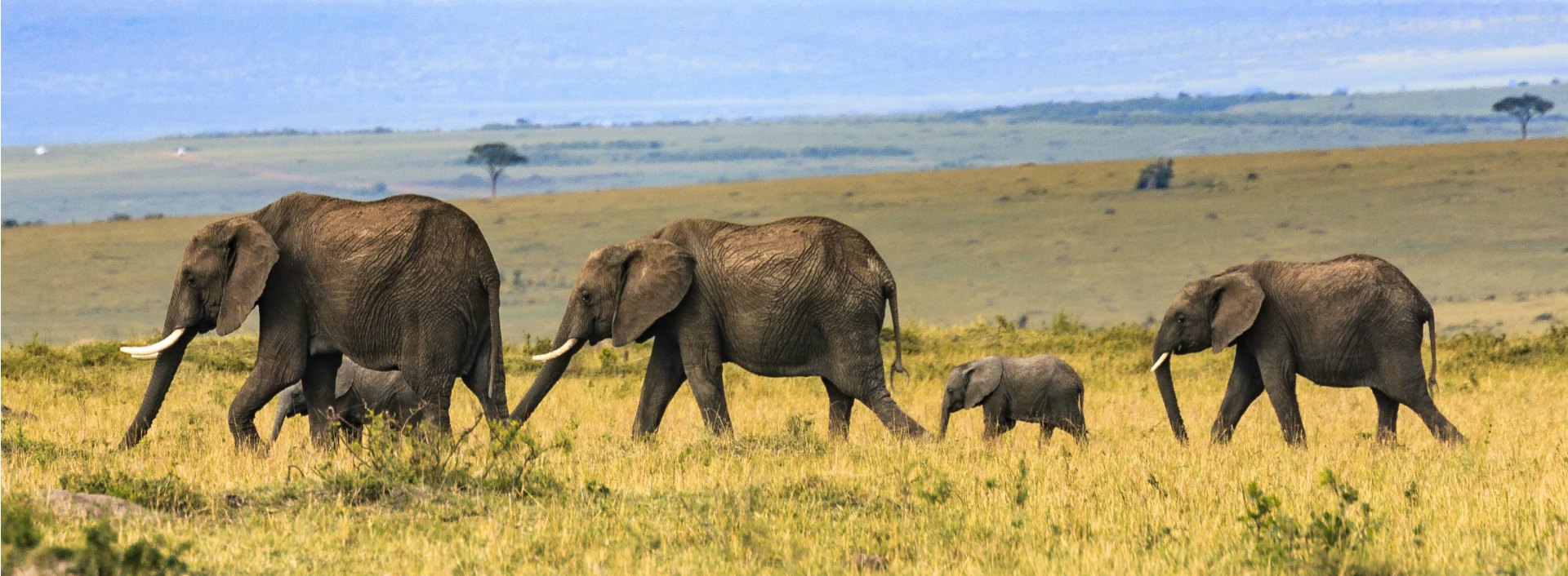 Big Vs Large Vs Tall: Learn The Difference - Easy English
