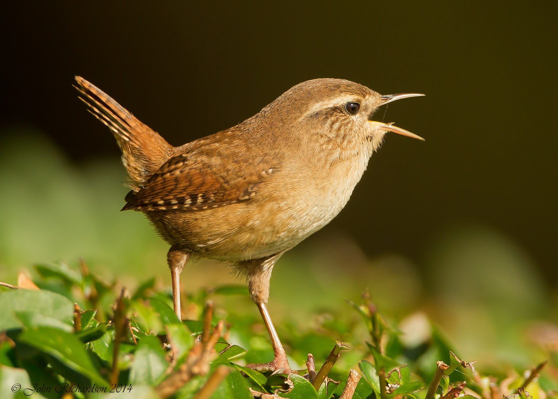 Details : Eurasian Wren - BirdGuides
