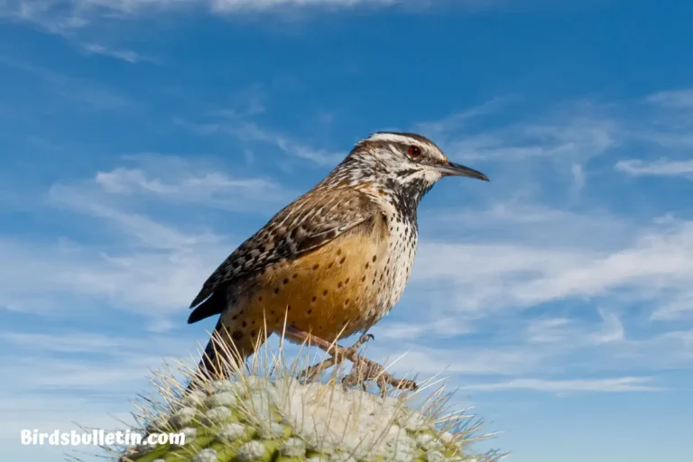 Northern Mockingbird: Subspecies And More - Birds Bulletin