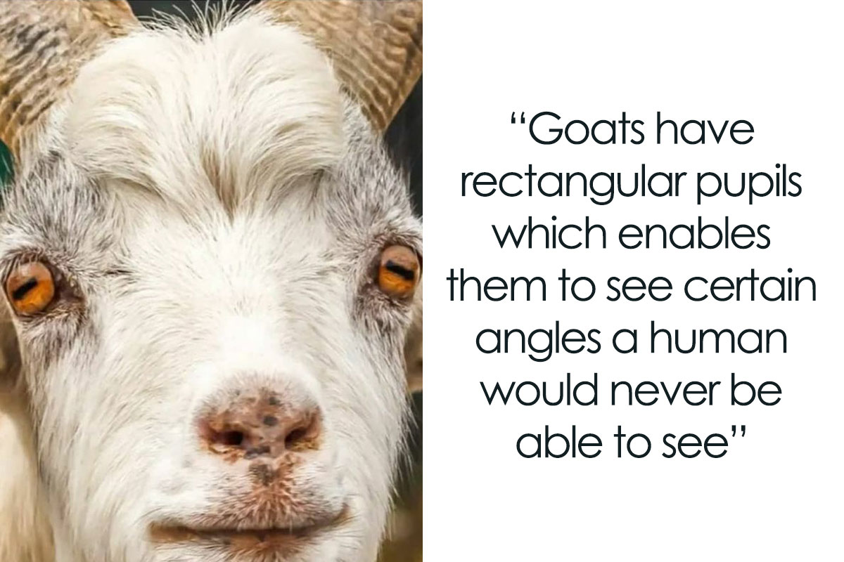 50 Interesting Facts About The World You Probably Didn’t Learn At School, As Shared By This ...