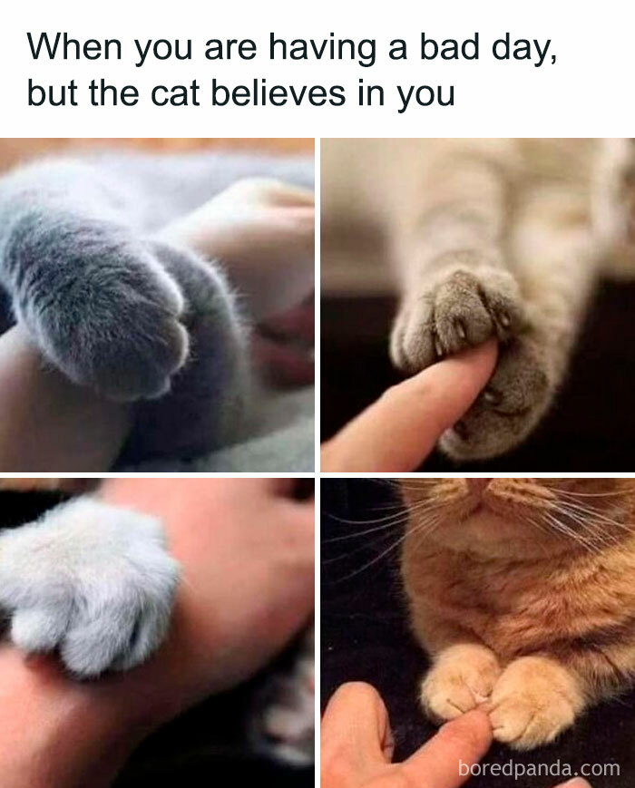 This FB Page Is Home To Hilarious Cat-Centered Memes, And Here Are 50 Of The Most Purr-Fect Ones ...