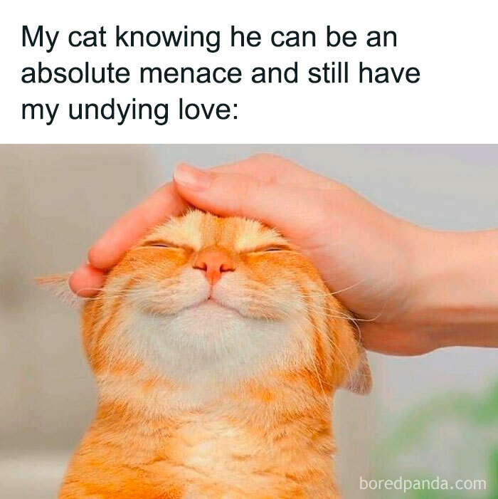 This FB Page Is Home To Hilarious Cat-Centered Memes,…
