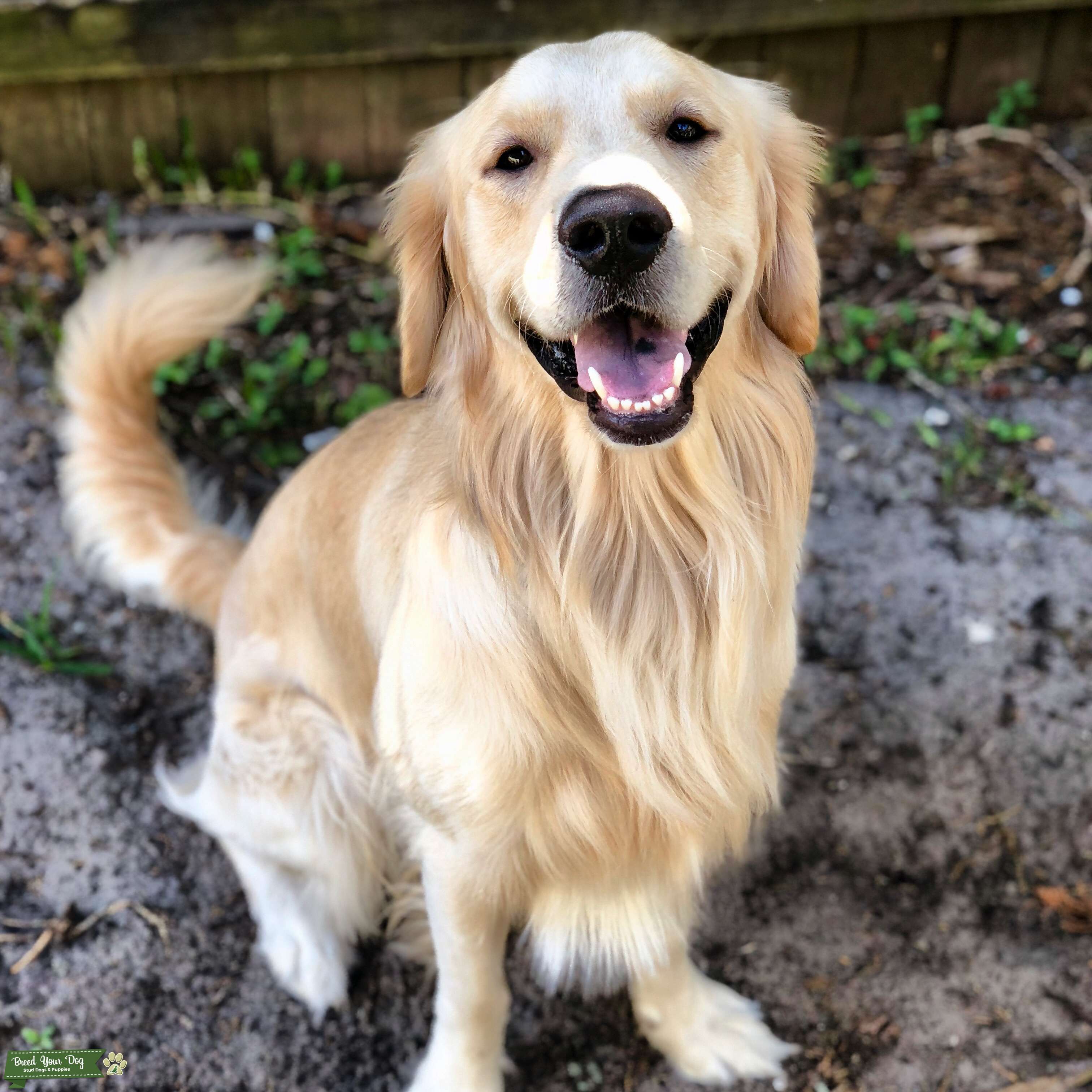 Golden Retriever