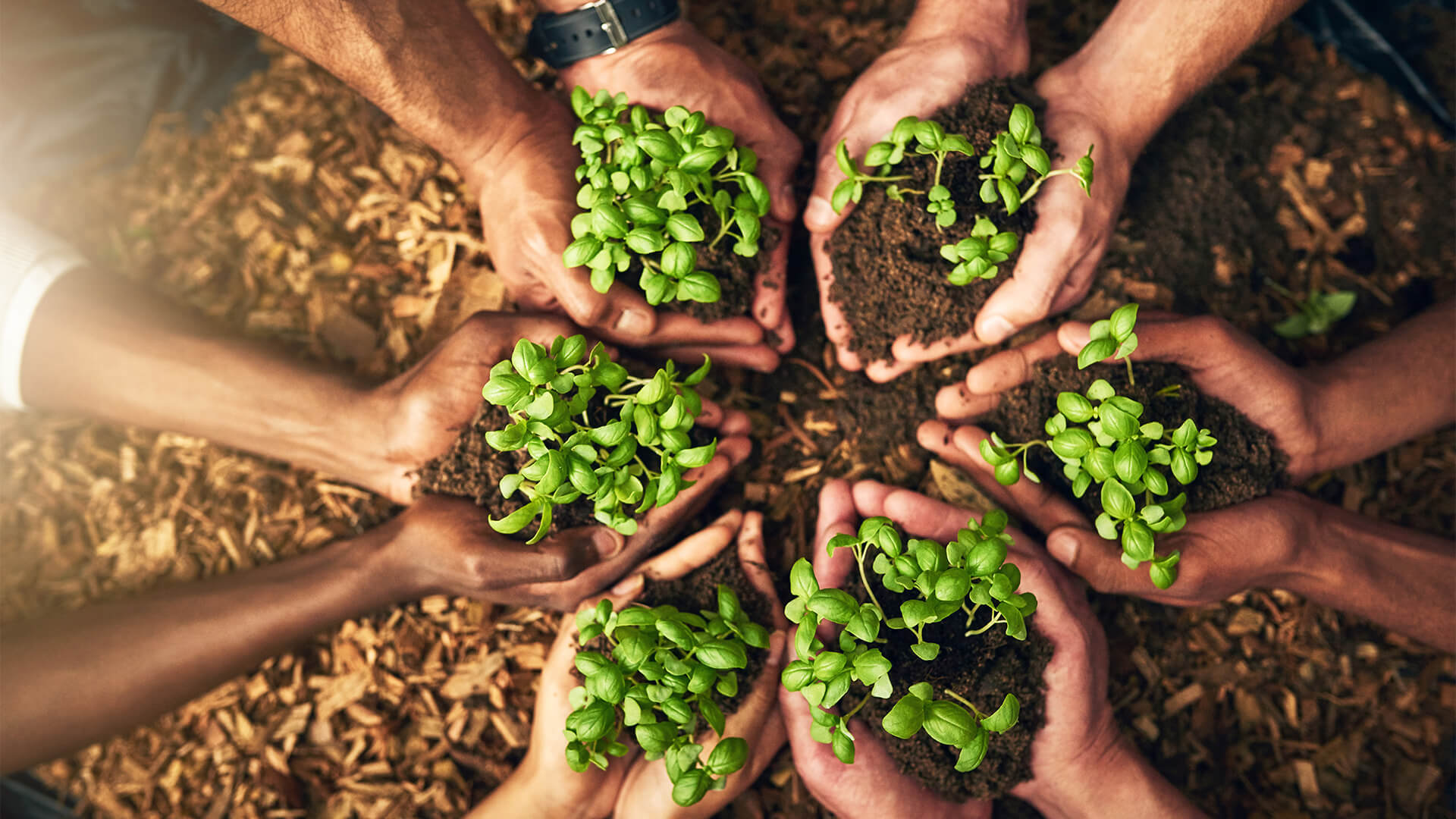 Green Thumbs? How To Make Your Garden As Eco-Friendly As Possible - BUILD Magazine