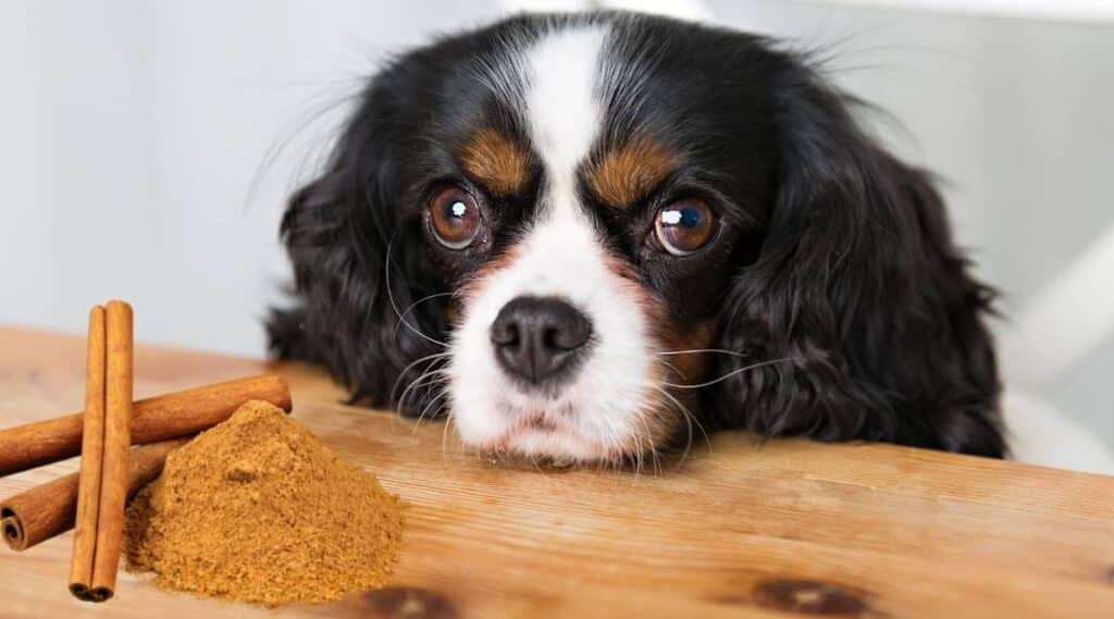Can Dogs Eat Cinnamon? - Canine Journal