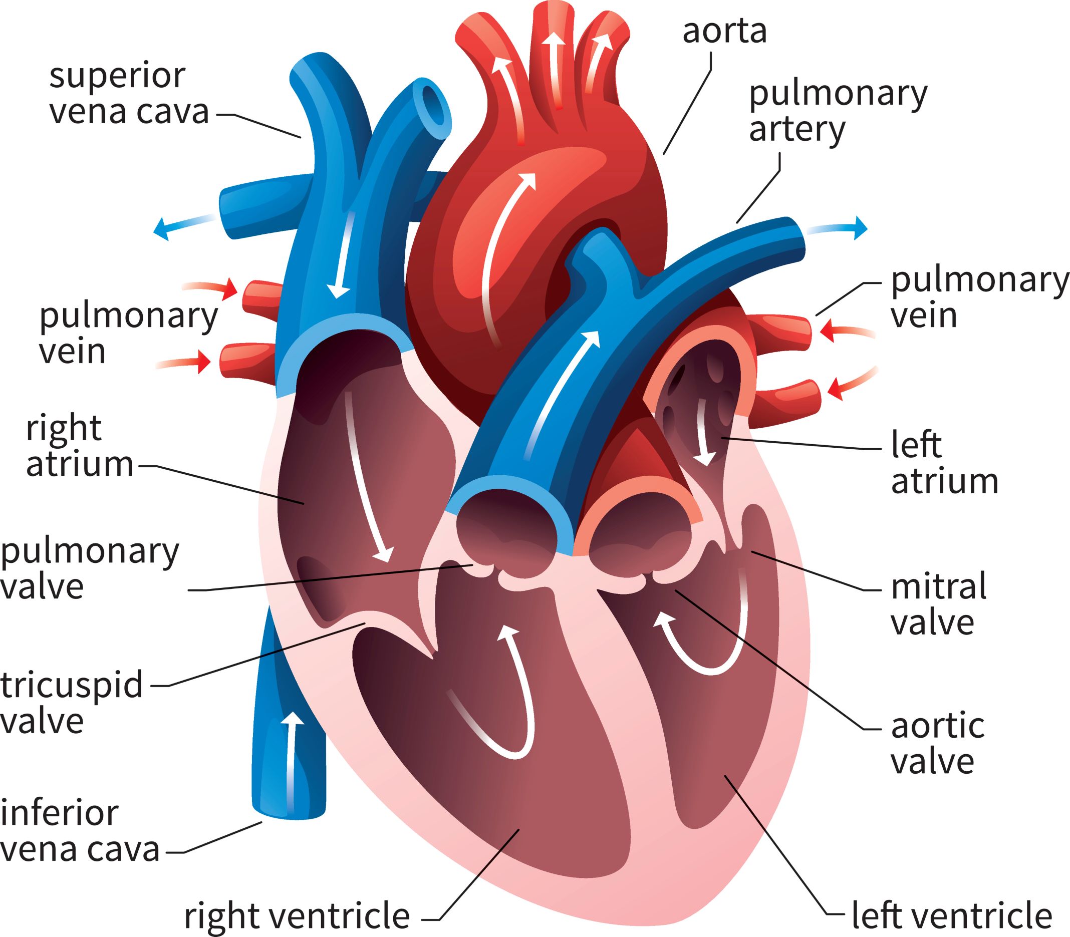 SS1 Animal Husbandry Lesson Note On The Heart - Erudites Academy