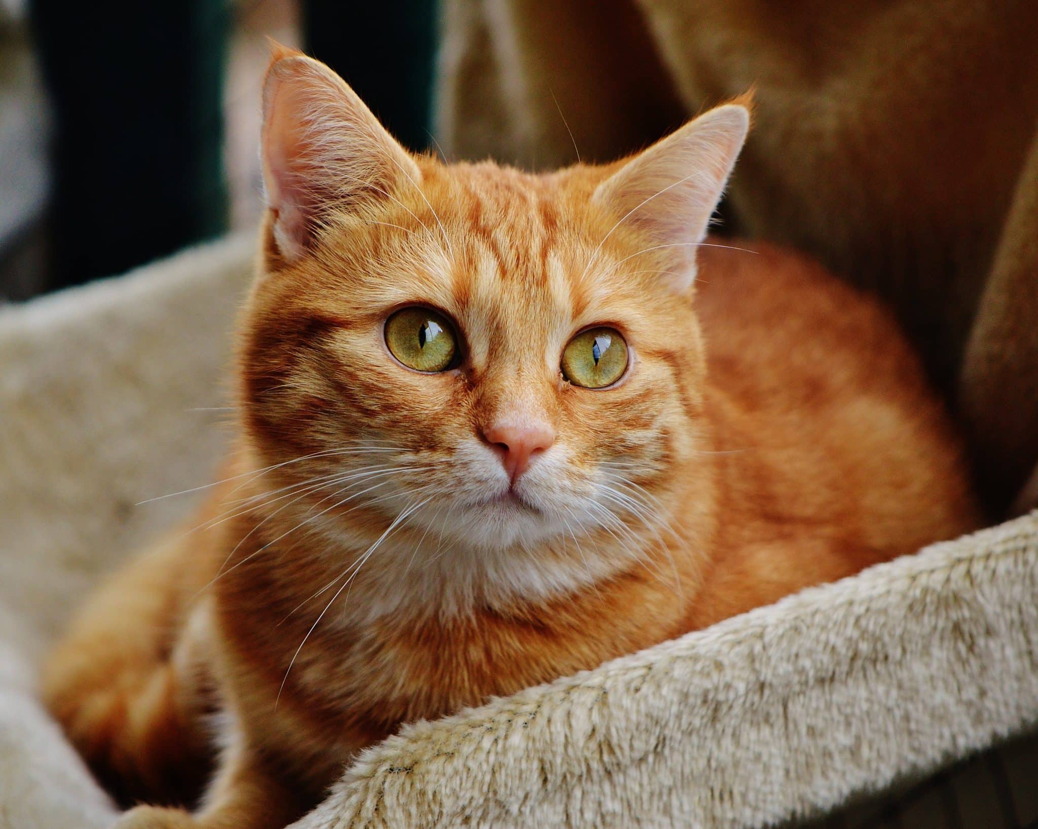 15 Fascinating Orange Tabby Cat Facts You&#39;ll Love To Learn - Catster