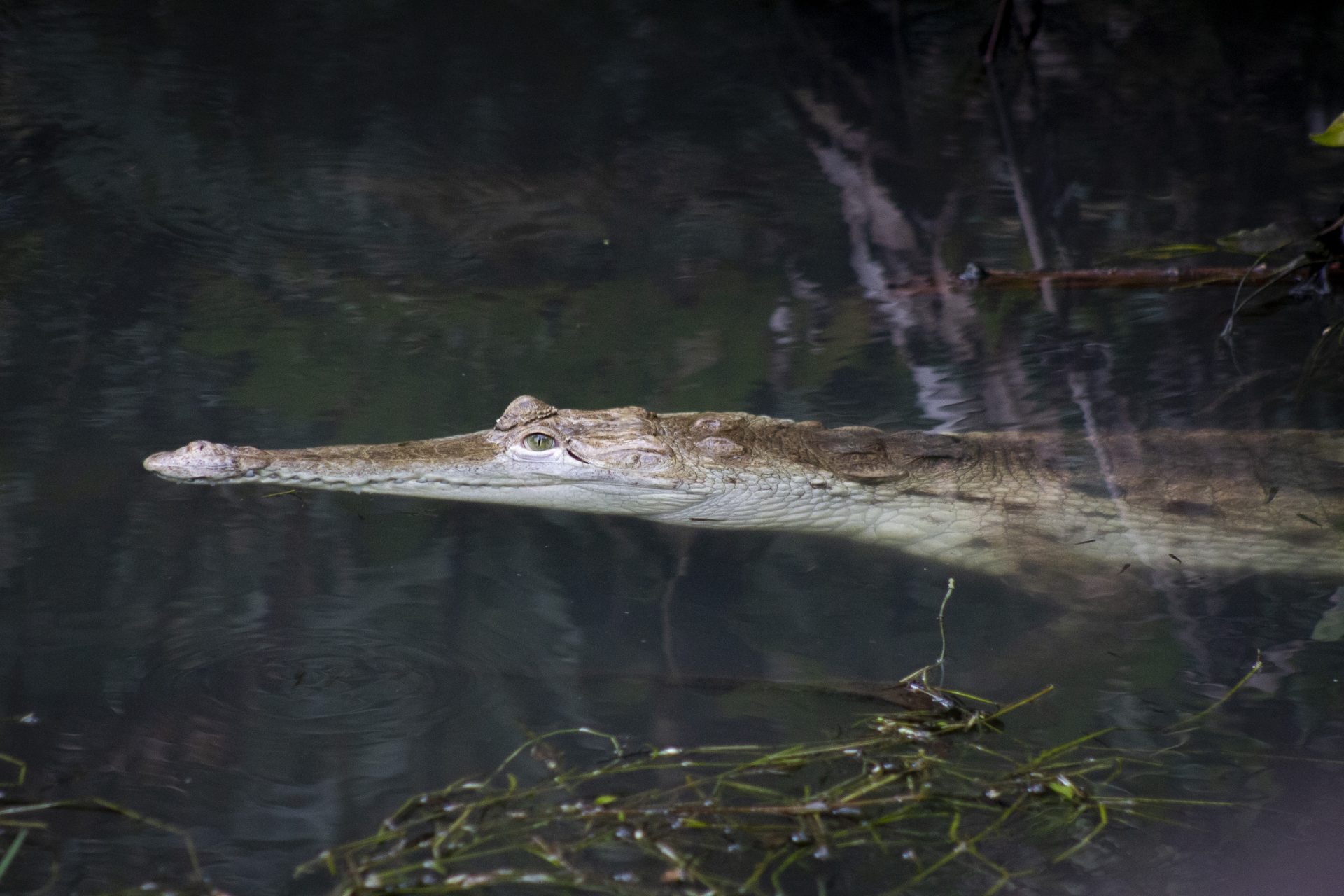 Central Florida Zoo & Botanical Gardens Orinoco Crocodile Attraction| Central Florida Zoo Animals