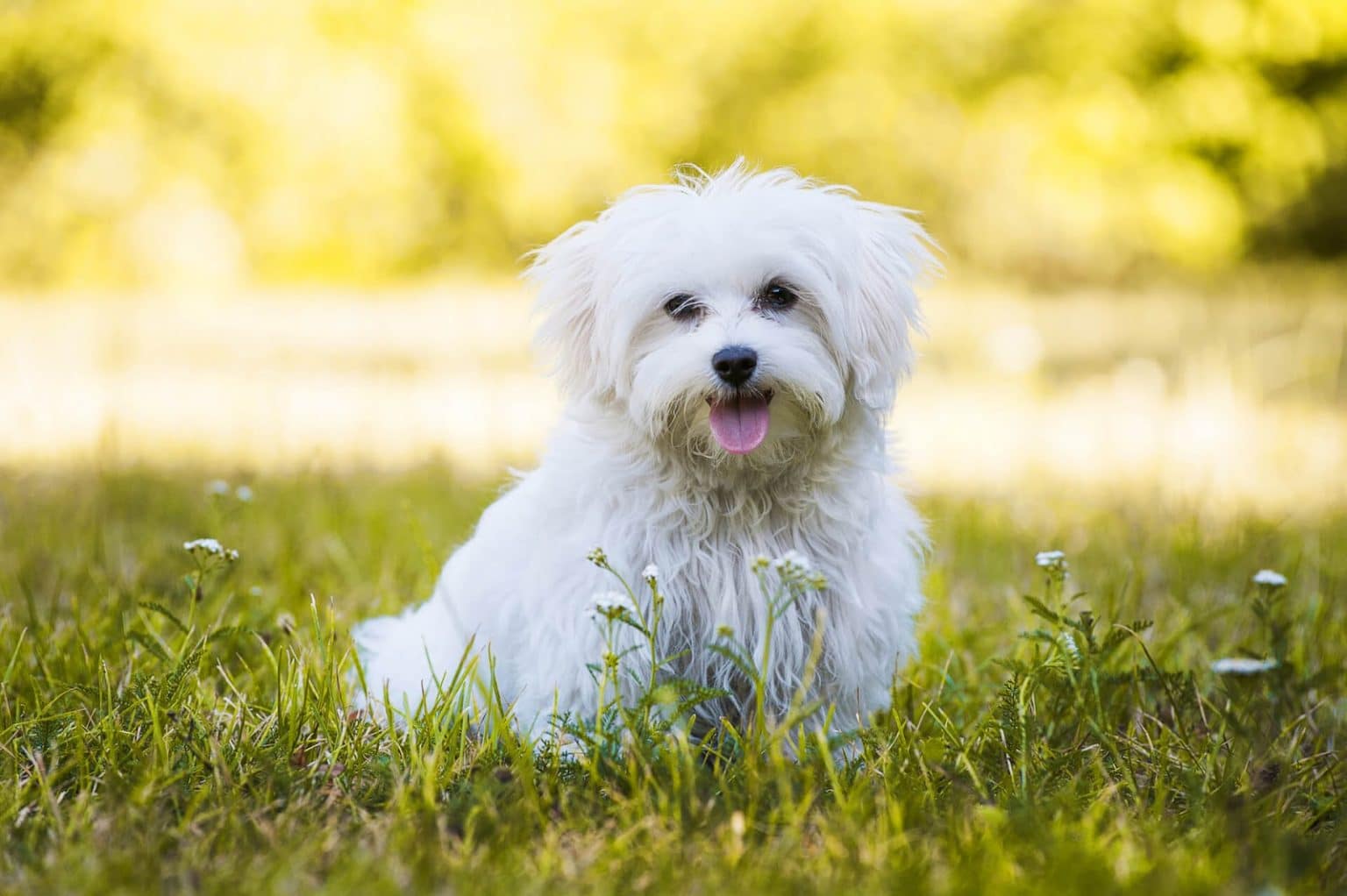 13 Best Small Dog Breeds For Families [Household Guide]| ChatterSource
