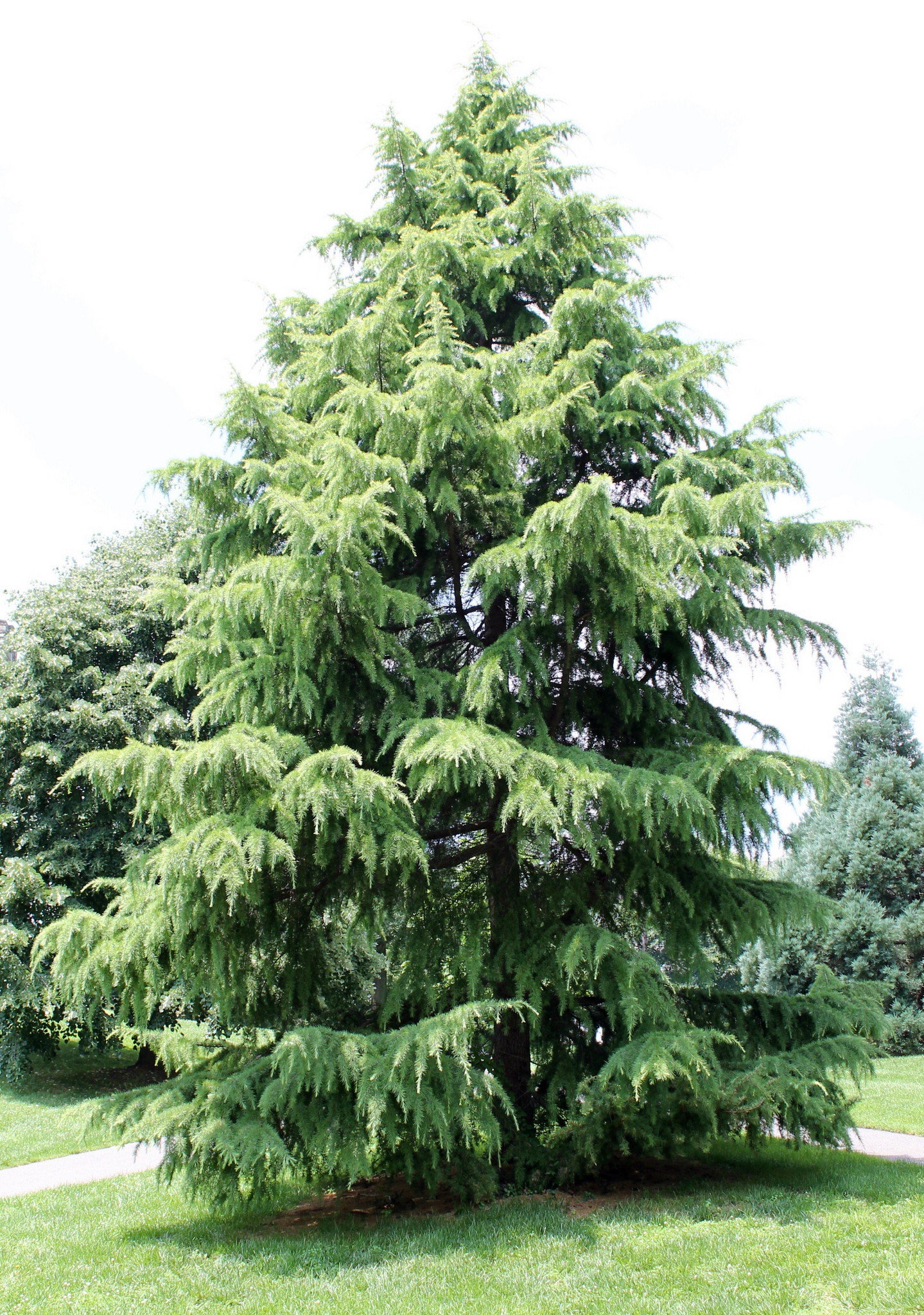 Deodar Cedar Growth Rate, Cones, Varieties, OtherInformation