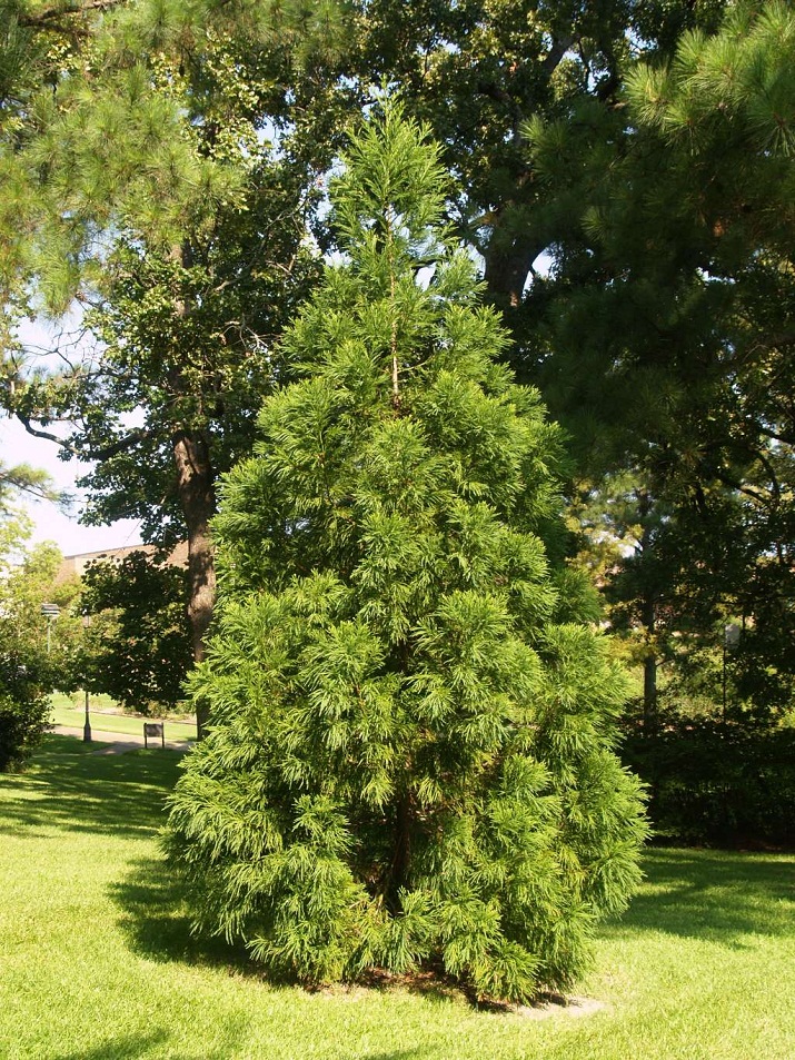 Japanese Cedar (Cryptomeria) Facts, Distribution, Cultivars | Coniferous Forest