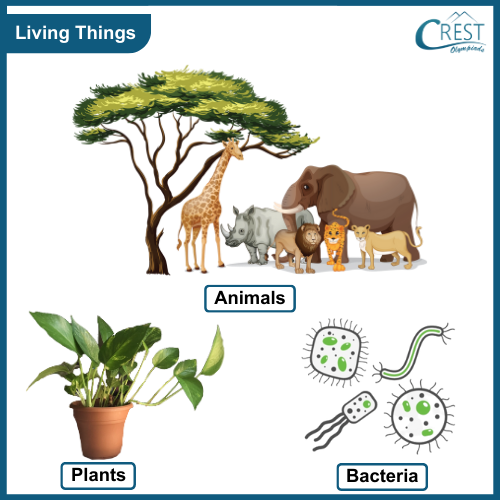 Living & Non-Living Things - Class 1 Explained