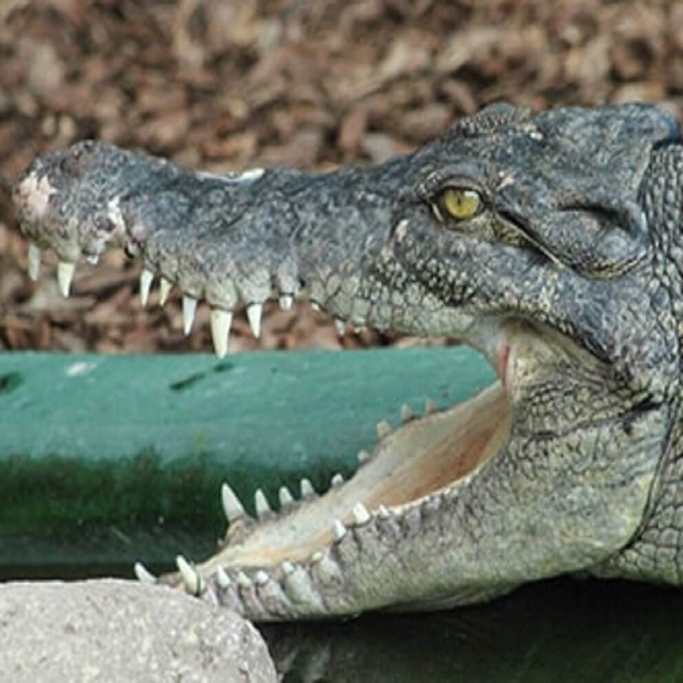 Animals| Crocodiles Of The World