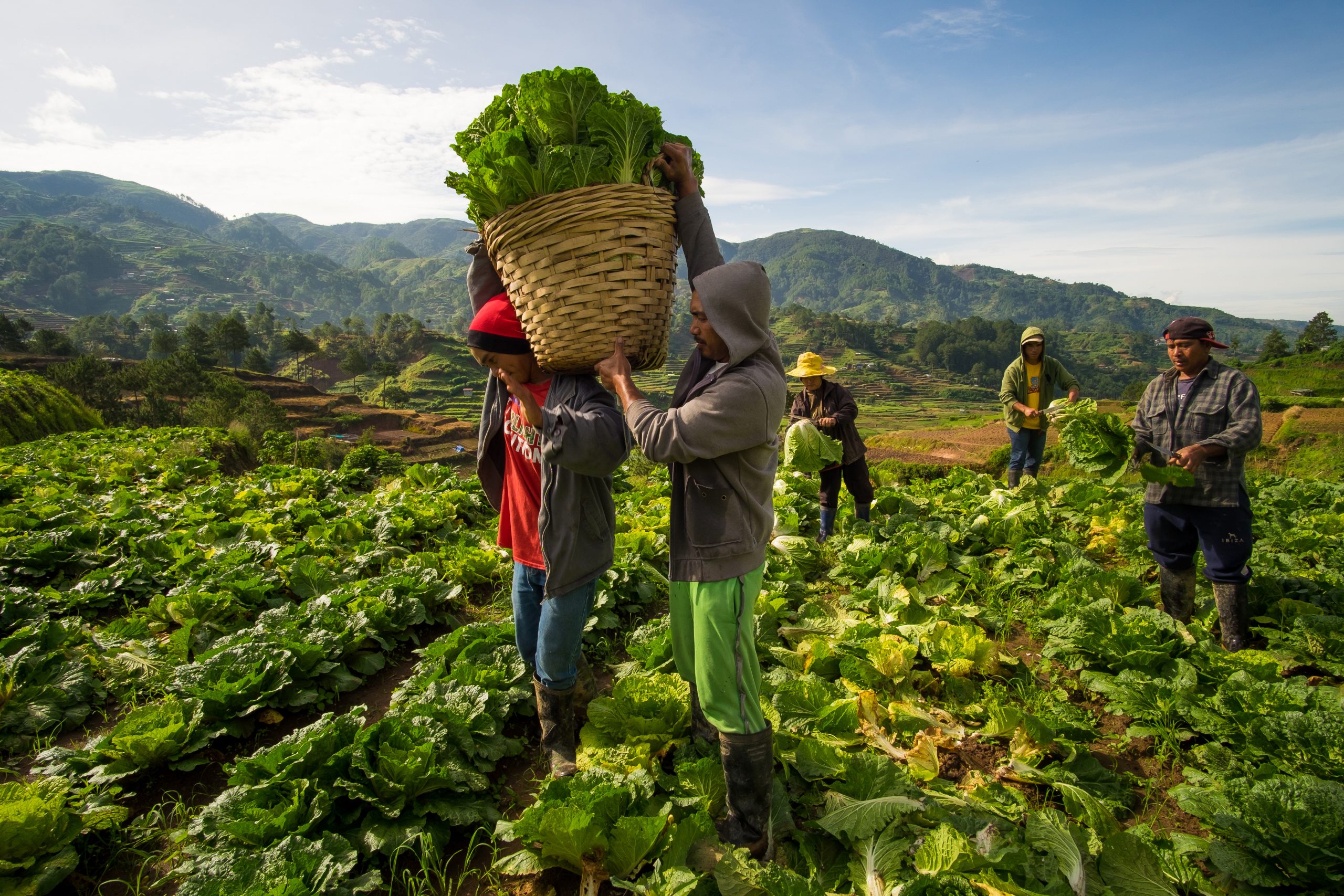 LGUs Buy P1.58-billion Worth Of Farmers’ Produce| Official Portal Of The Department Of Agriculture