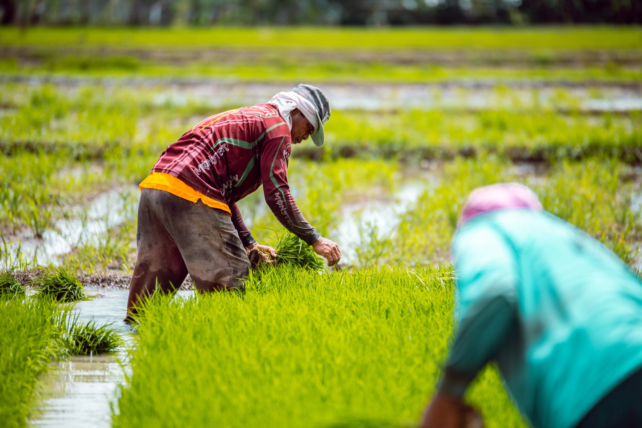 Agriculture Helps GDP Growth, DA Moves To Ensure Larger Share| Official Portal Of The...