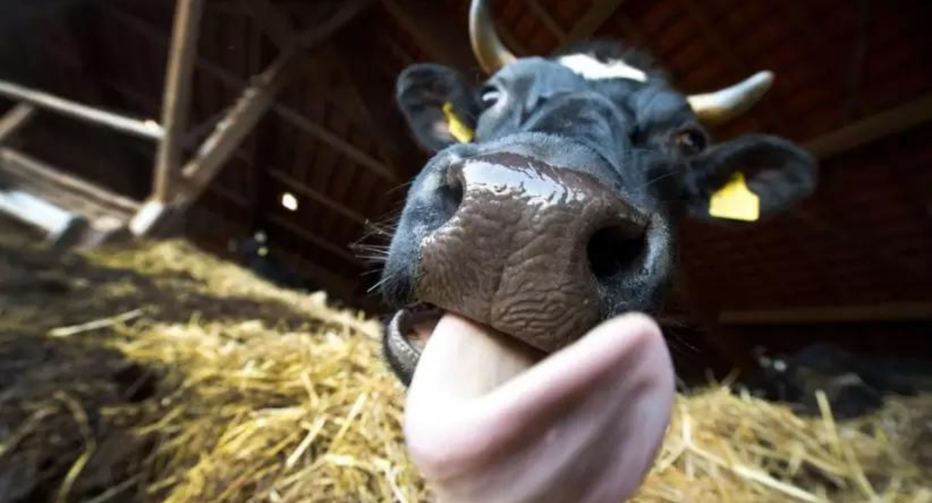 ¿Cuál Es El Verdadero Origen De “la Enfermedad De La Vaca Loca”? - DeCampoNoticias
