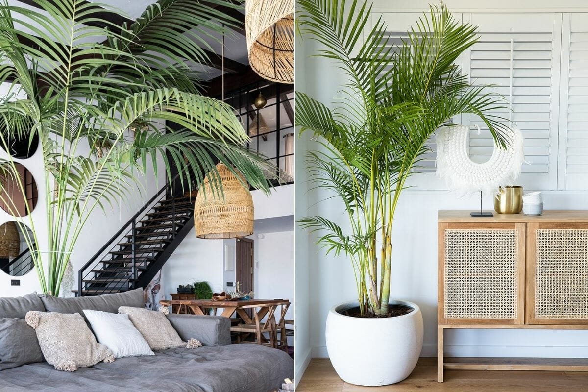 Indoor Plants Living Room