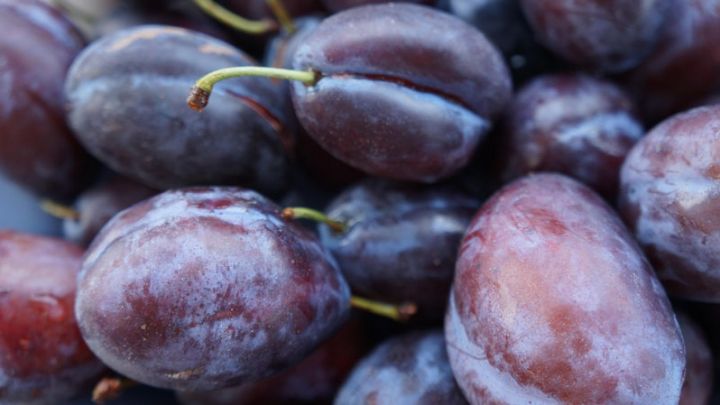 Hauszwetsche - Prunus Domestica - Plum - Fruithof