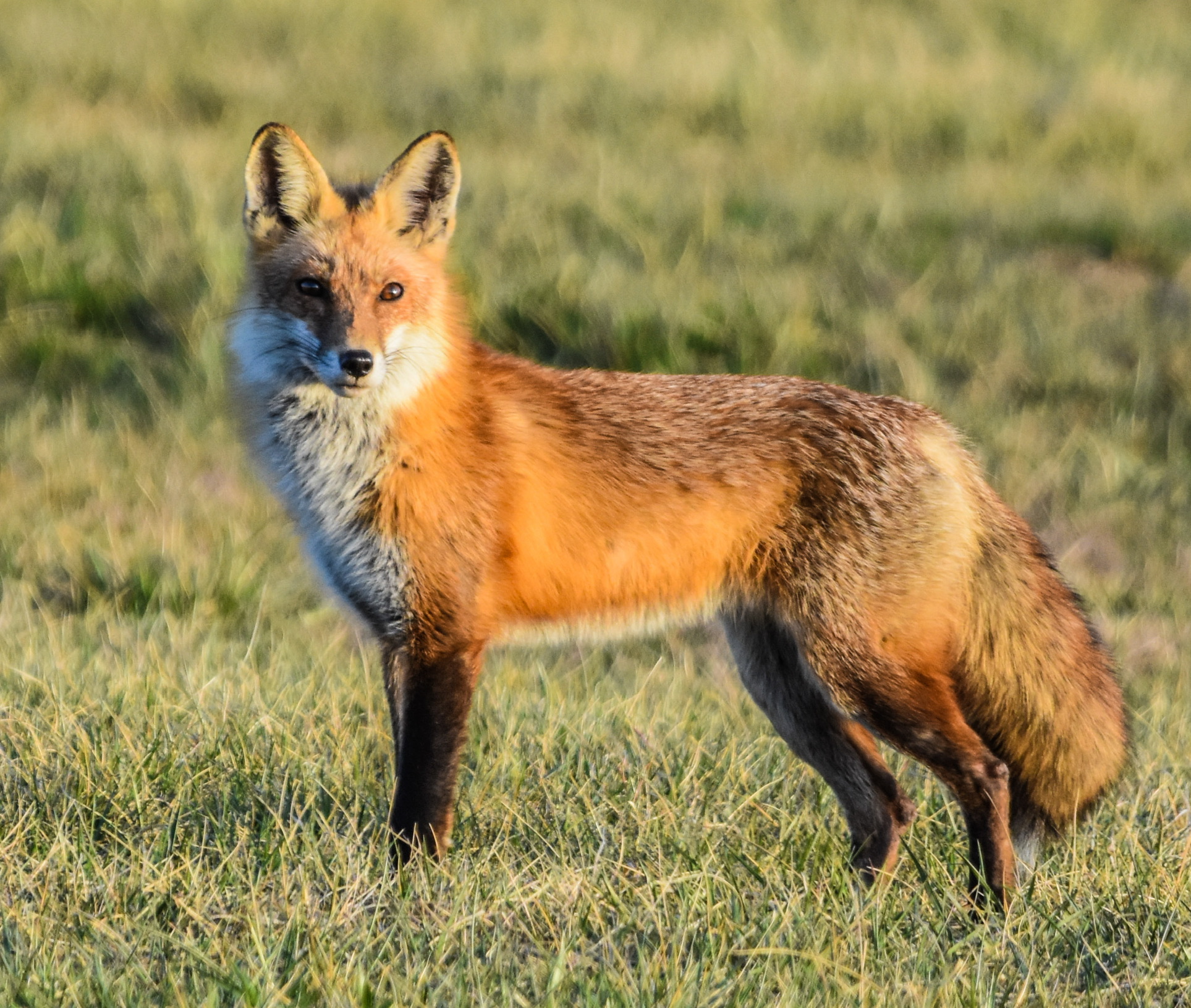 Red Fox/Coyote – Delaware Council Of Wildlife